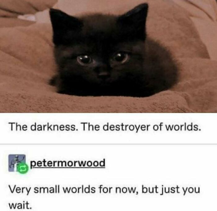 Black kitten lying on a blanket with a funny caption about darkness and destroying small worlds in cute cat memes.
