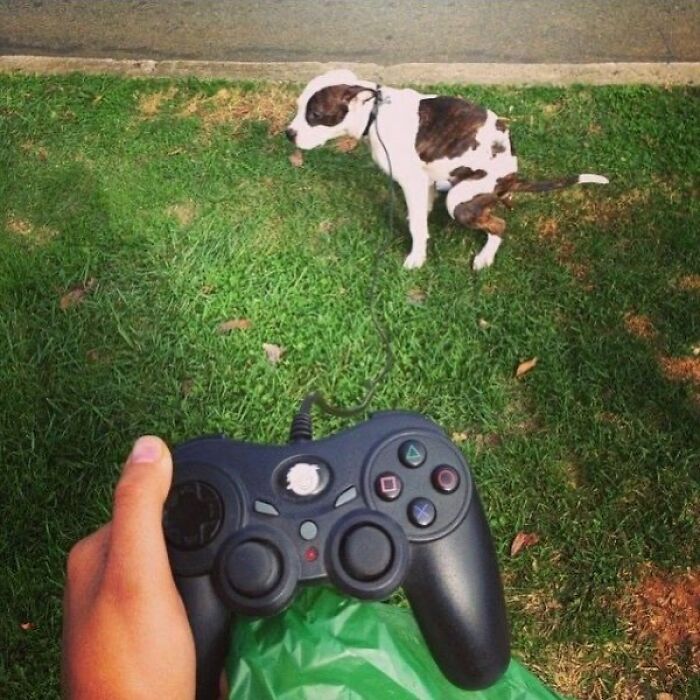 Hand holding a video game controller pointed at a dog squatting on grass in a scene that might need a priest or an exorcist.