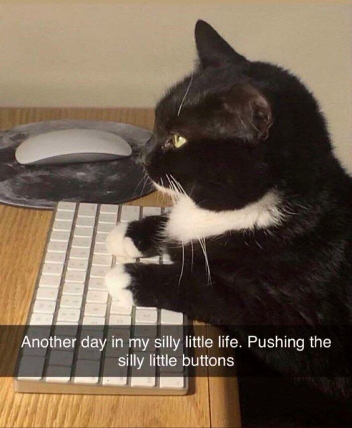 Black and white cat sitting at a keyboard, looking focused and unaware of how goofy it appears.
