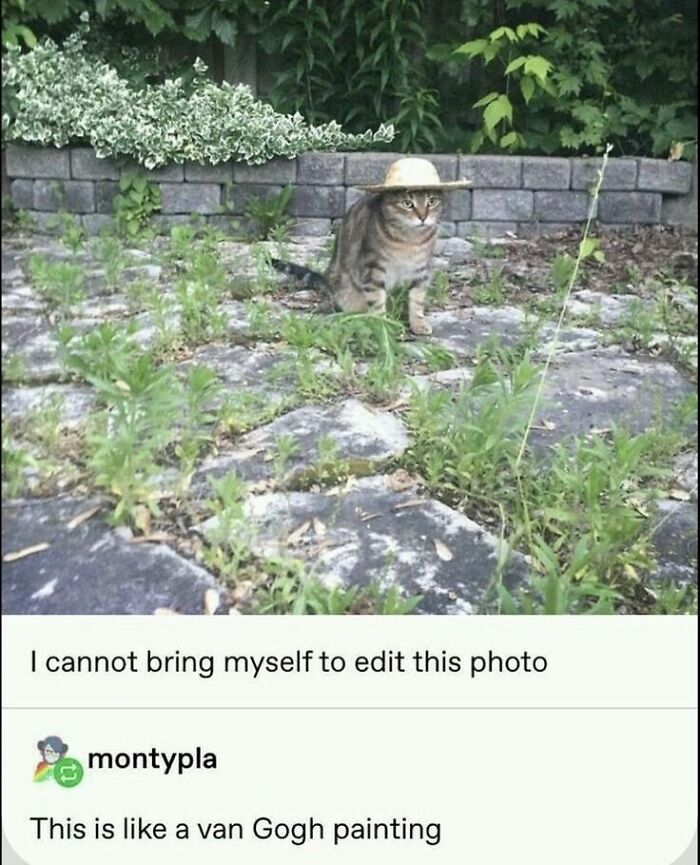 Tabby cat sitting on a stone path wearing a small hat, showcasing one of the goofy cats unaware of their silliness.