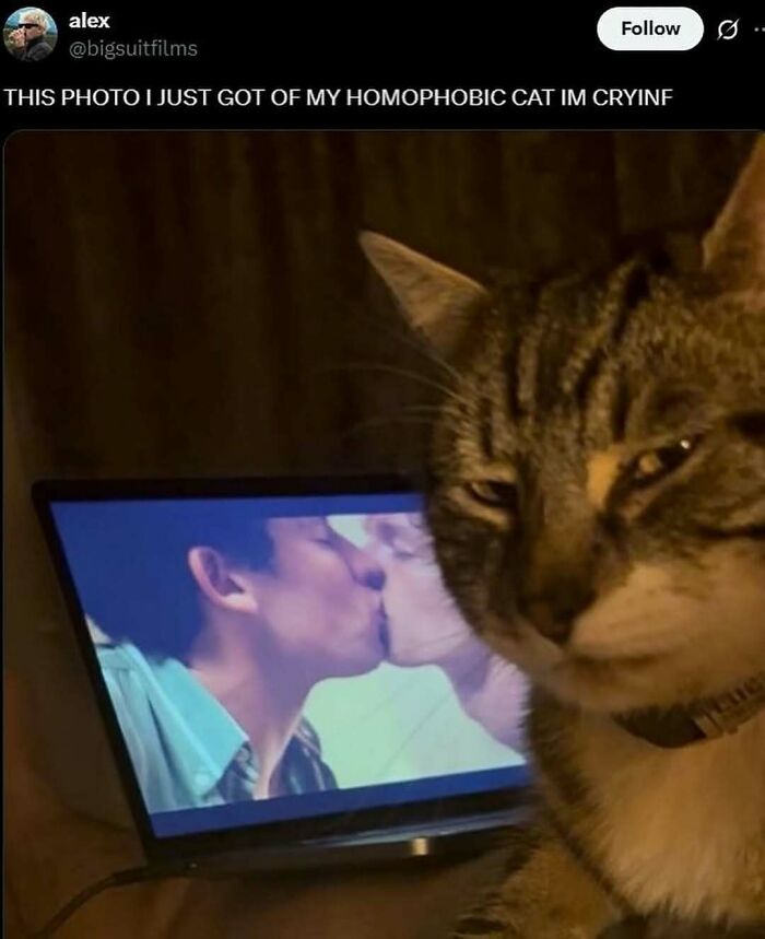 Tabby cat sitting next to a laptop showing a kissing scene, captured for cute and funny cat memes.