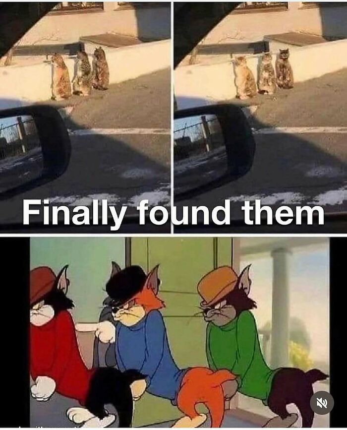 Three cats sitting on a ledge resembling cartoon characters in a funny cat meme for cute and funny cat memes.