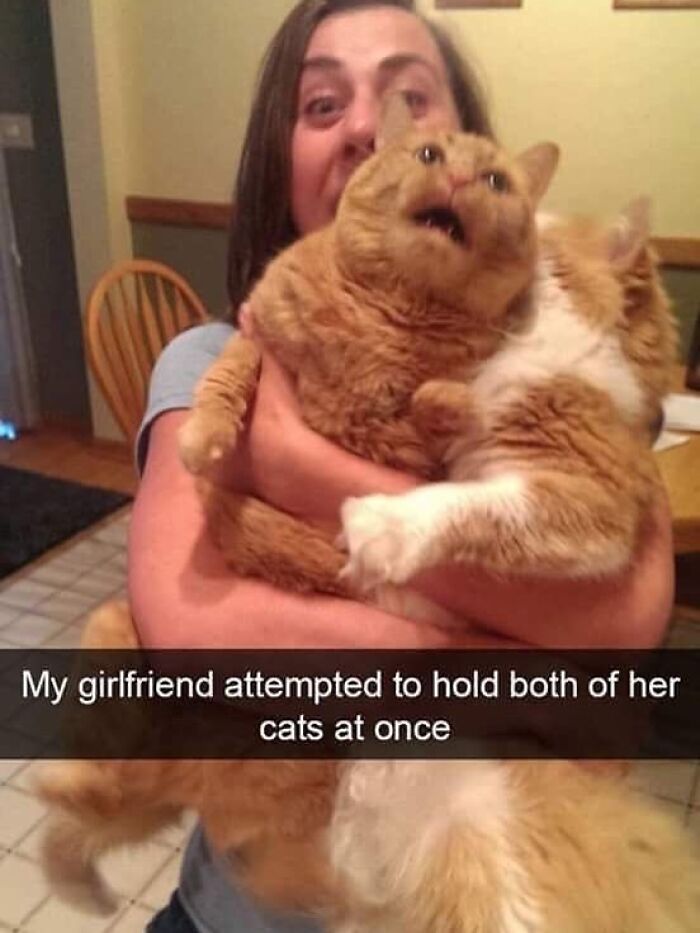 Woman struggling to hold two goofy cats at once, showing funny and clueless cat expressions indoors.