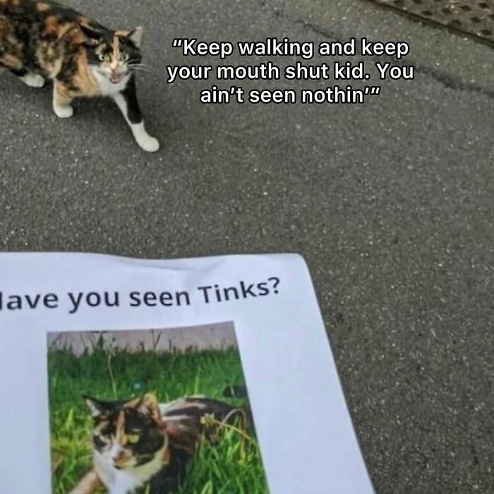 Calico cat humorously denying knowledge next to a lost cat poster, showcasing funny cat memes for comfort.