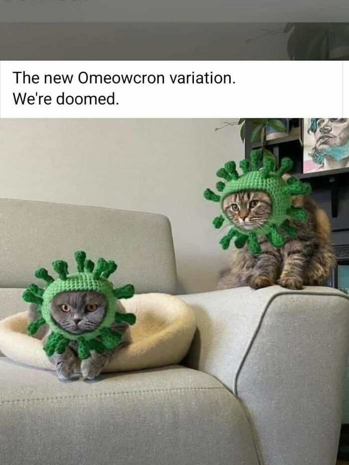 Two cats wearing green virus-shaped hats, humorous cat memes illustrating the new Omeowcron variation concept.