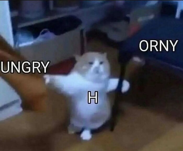 Blurry cat standing with arms outstretched in a room, featured in a cute and funny cat memes image.