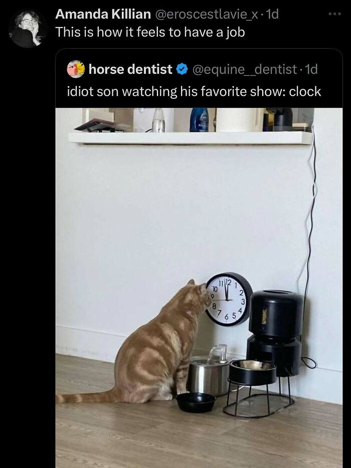 Cat staring intently at a wall clock near pet bowls, showing goofy and unaware cat behavior.