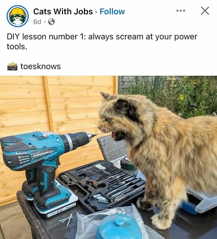 Fluffy cat yelling at a power drill on a table with tools, showing a goofy cat unaware of its antics outdoors.