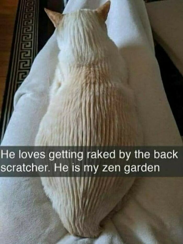White cat with fur raked into lines resembling a zen garden, illustrating cute and funny cat memes.