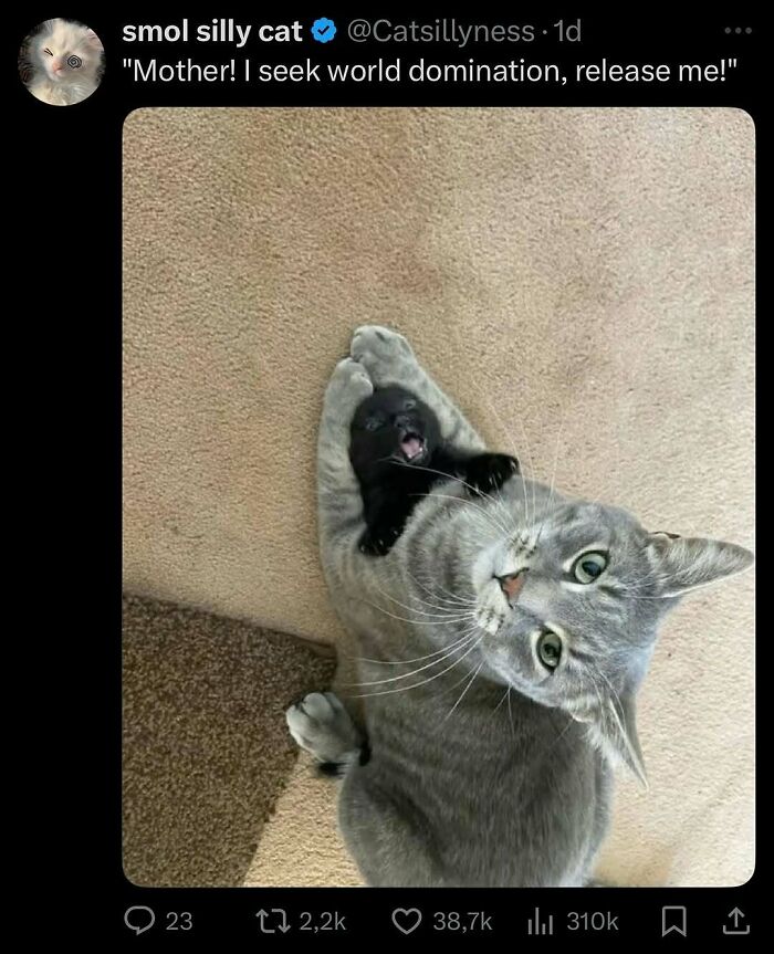 Gray cat holding a tiny black kitten on carpet, both looking playful and goofy in a candid cat moment.