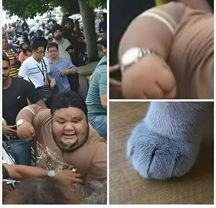 Funny cat memes featuring a close-up of a person’s clenched fist and a cat’s paw resembling the same pose.