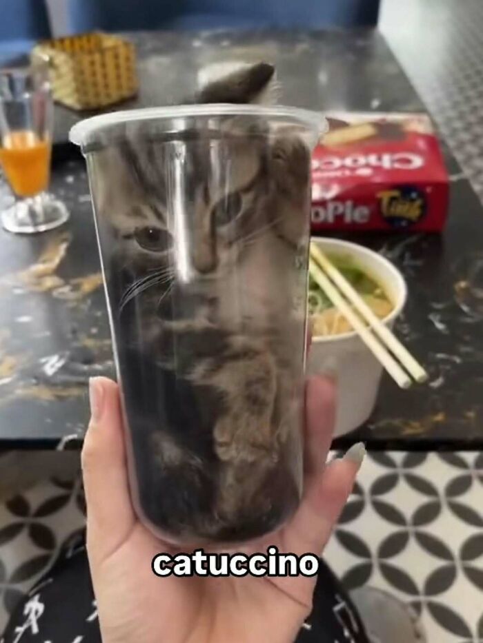 Cat meme showing a kitten curled up inside a clear cup labeled catuccino, a cute and funny cat meme.