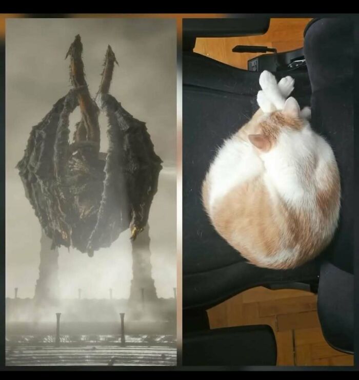 Large mythical creature with wings stands in mist next to a curled-up cat resembling the creature in shape and posture, funny cat memes.