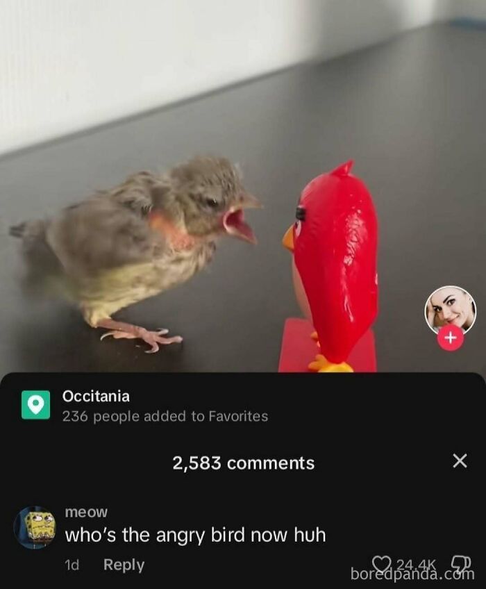 A small bird yelling at a red Angry Bird figurine, capturing unhinged meme humor for 3AM posts.