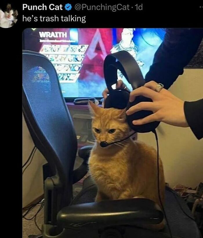 Orange cat sitting on a chair wearing a gaming headset, featured in a cute and funny cat memes collection.