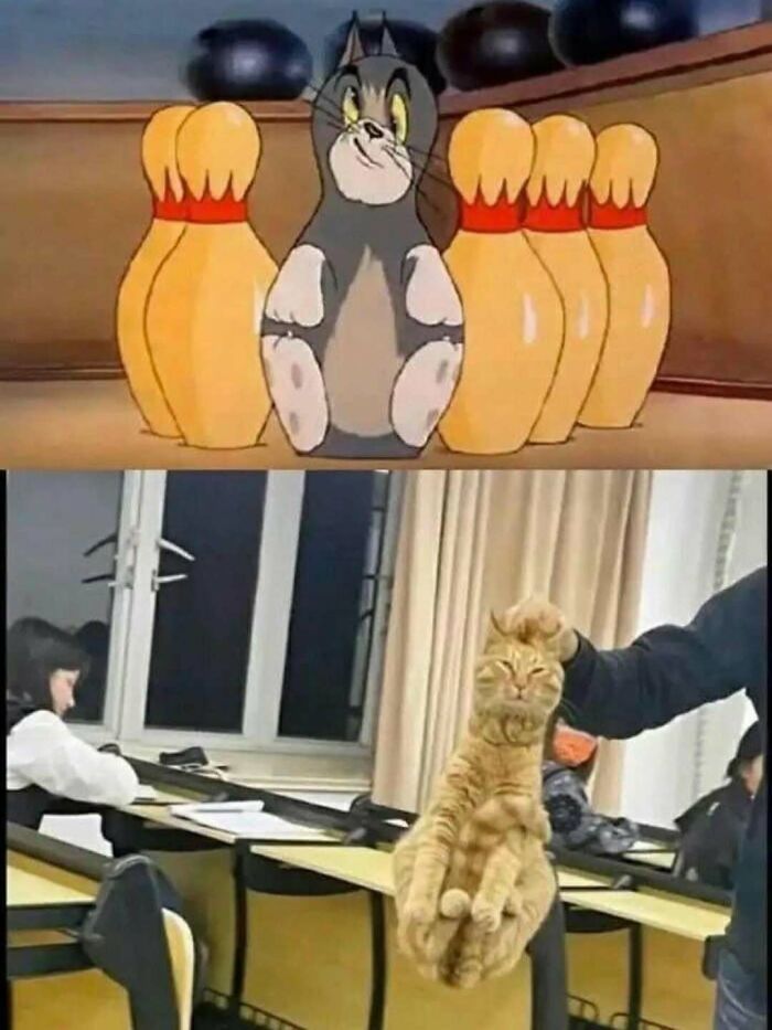 Cartoon cat among bowling pins and a real cat being held by the scruff in a classroom setting, cute funny cat memes.
