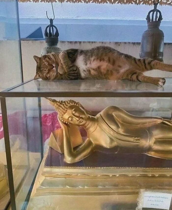 Tabby cat lying on glass shelf above a reclining golden Buddha statue, creating a cute and funny cat meme scene.