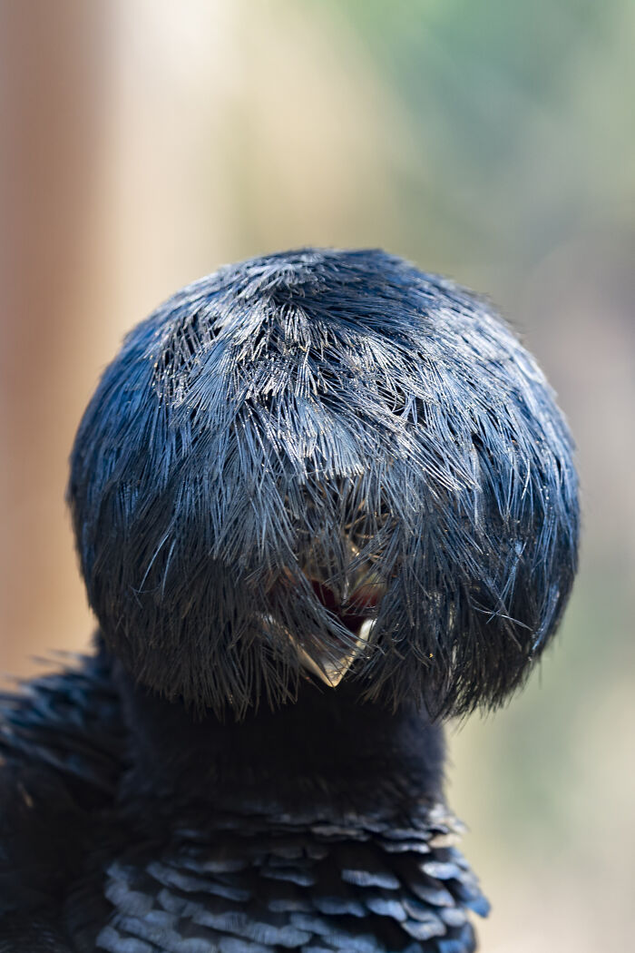 Close-up of a bird with shaggy feathers partially covering its face, captured in a wildlife comedy moment.