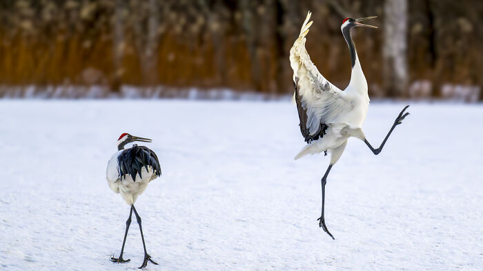 Two cranes on snow with one dancing, showcasing wildlife delivering comedy gold in a playful natural moment.