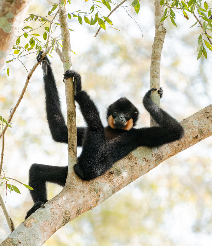 Black gibbon hanging humorously on tree branches, a perfect example of wildlife delivering comedy gold in nature.