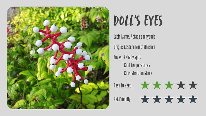 Doll’s Eyes (Actaea Pachypoda)