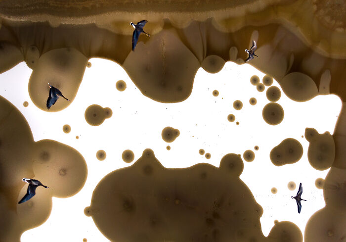 Bird Photographer of the Year shot capturing birds flying over abstract water patterns in stunning natural light.