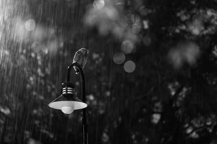 Black and white image of a bird perched on a lamp post in the rain, featured in Bird Photographer of the Year winning shots.