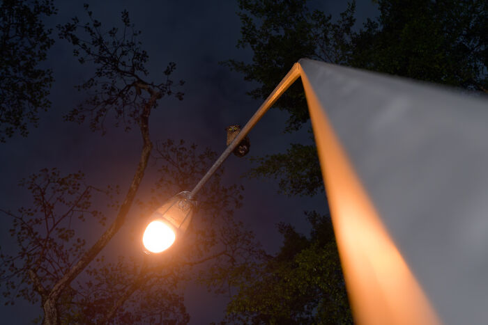 Owl perched on a streetlight at night, showcasing a striking moment in Bird Photographer of the Year winning shots.
