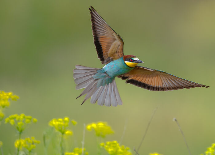 Colorful bird in flight captured by bird photographer of the year, soaring above yellow flowers in natural green background.