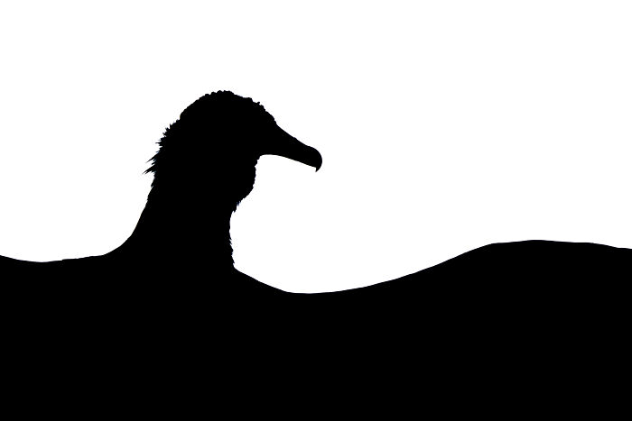 Silhouette of a bird captured in a striking black and white image by a bird photographer of the year winner.