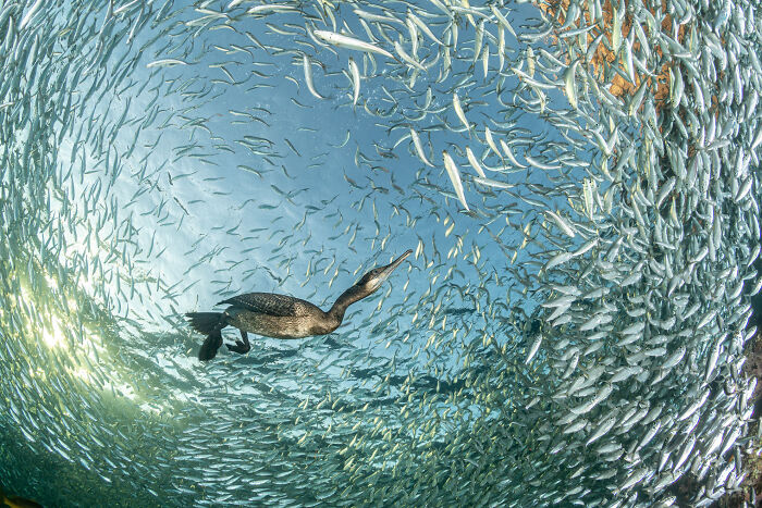 Underwater shot of a bird surrounded by a swirling school of fish, featured in bird photographer of the year winning shots.