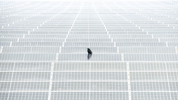 A lone bird perched on solar panels capturing a unique shot for Bird Photographer of the Year competition.