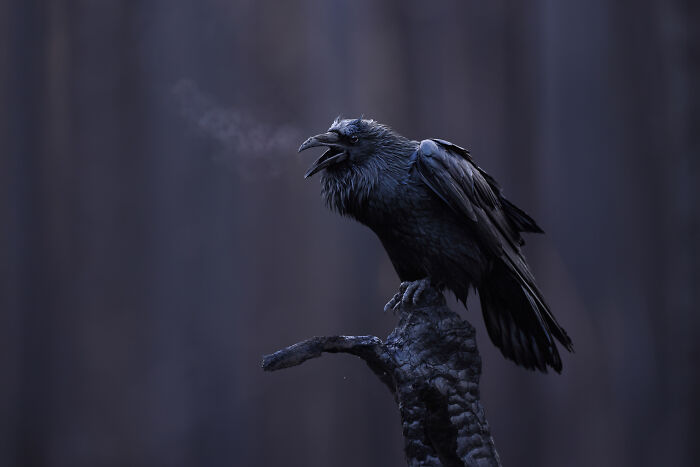 Black raven perched on a branch with visible breath in cold air, featured in Bird Photographer Of The Year 2025.
