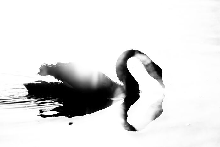 Black and white artistic photo of a swan on water, captured by a bird photographer of the year winner.