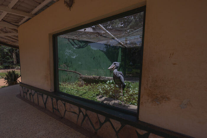 A large bird stands in a glass enclosure surrounded by greenery, captured by bird photographer of the year.