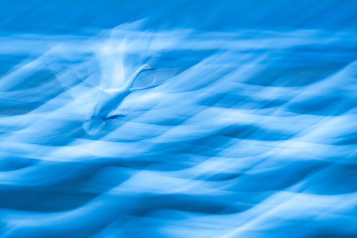 Abstract motion blur of a bird in flight captured by the bird photographer of the year in a stunning shot.