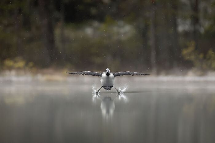 A bird skimming the water surface with wings spread, showcasing wildlife comedy captured by Nikon Comedy Wildlife Awards.
