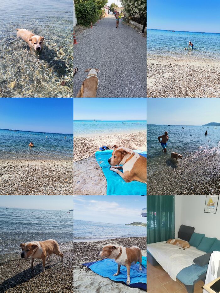 Everything I Know About Love, I Learned From My Dog (35 Pics) Everything I Know About Love, I Learned From My Dog (35 Pics)