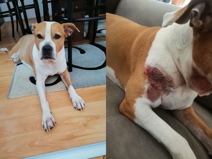 Everything I Know About Love, I Learned From My Dog (35 Pics) Everything I Know About Love, I Learned From My Dog (35 Pics)