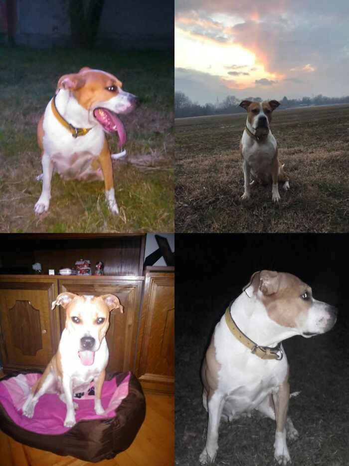 Everything I Know About Love, I Learned From My Dog (35 Pics) Everything I Know About Love, I Learned From My Dog (35 Pics)