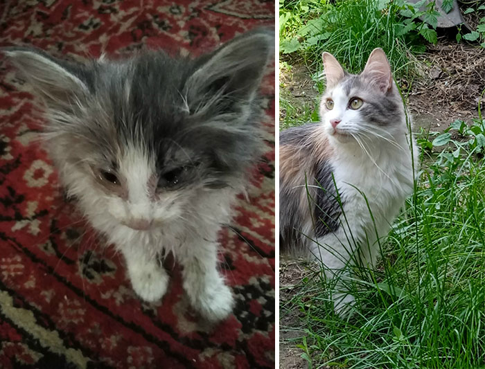 Side-by-side images showing a kitten growing into a full-grown cat in a heartwarming cat grows comparison.