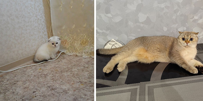 Side-by-side photos showing cat grows from a small white kitten to a larger, light brown adult cat lounging indoors.
