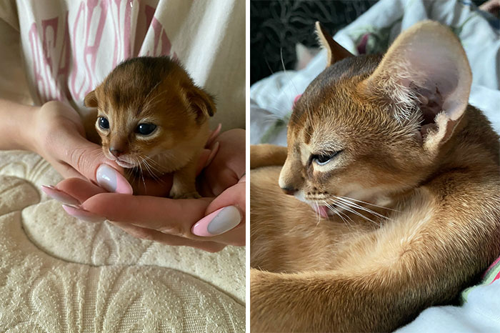 Kitten held in hands and grown cat grooming itself, showing cat grows with heartwarming then and now transformation.
