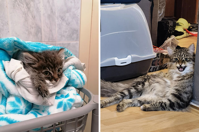 Kitten growing into a cat shown in heartwarming then and now photos with fluffy fur and expressive eyes.