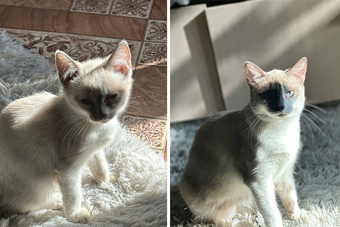 Side by side photos showing cat grows from a young kitten to an adult cat with blue eyes on a rug.