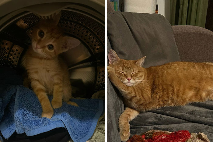 Orange kitten inside a dryer and then grown cat resting on a couch showcasing cat grows transformation.