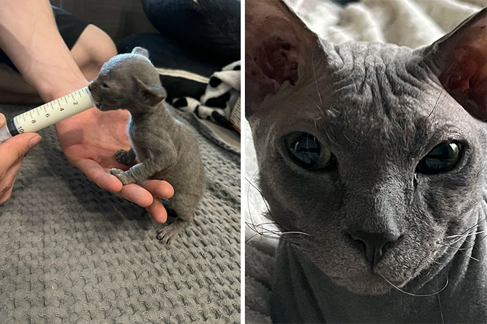 Side by side photos showing cat grows from tiny kitten drinking milk to close-up of grown cat's face.
