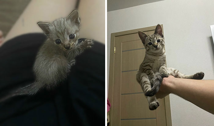 Side-by-side photos showing cat grows from a tiny kitten held in hand to a fully grown cat sitting comfortably.
