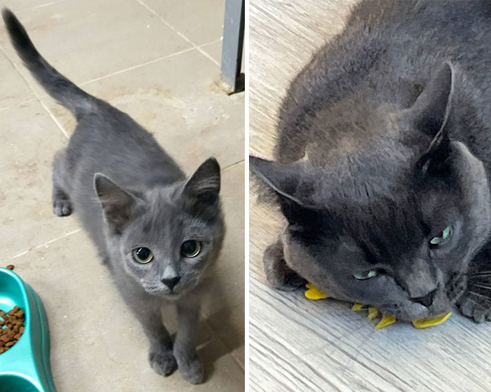Gray kitten and grown cat side by side showing cat grows with heartwarming then and now transformation photos.