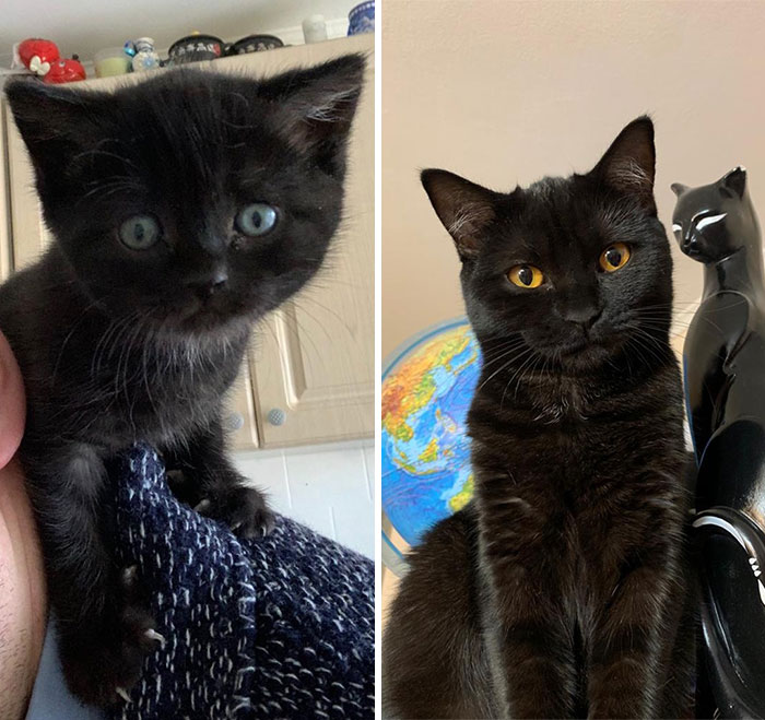 Black kitten and grown cat side by side showing cat grows with changes in eyes and fur against indoor backgrounds.